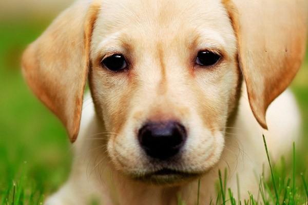 狗腹水症状表现 狗狗腹水治疗方法g