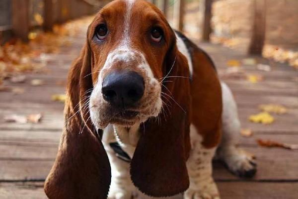 大耳朵的狗狗有哪些品种