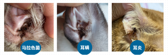 貓眼睛裏有淚水是怎麼回事？