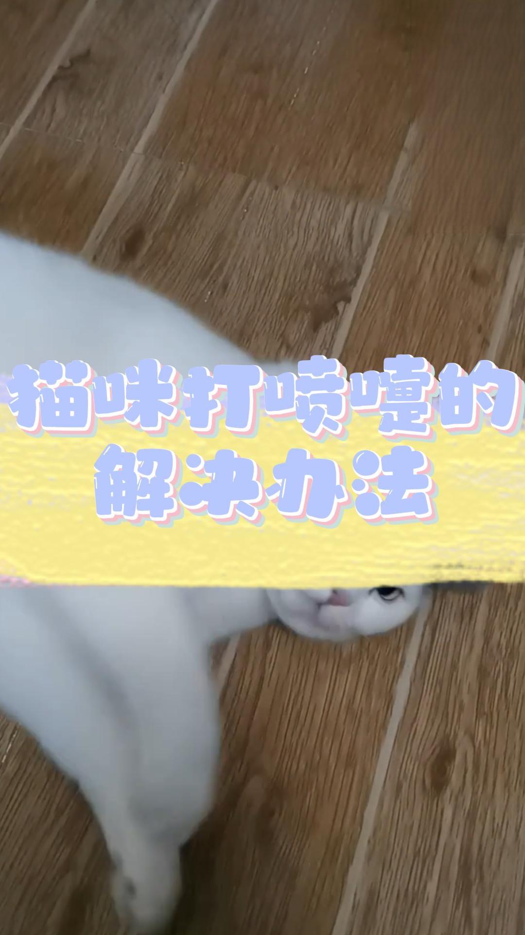 猫咪打喷嚏的解决办法