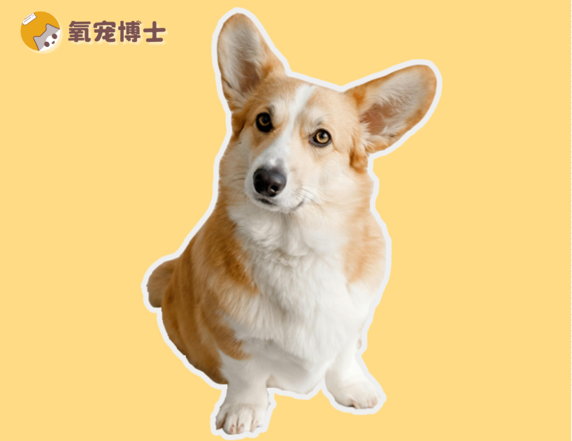 老年狗后腿無力怎么辦？