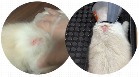 猫咪被咬伤了怎么处理？