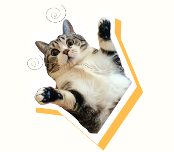 猫咪绝育