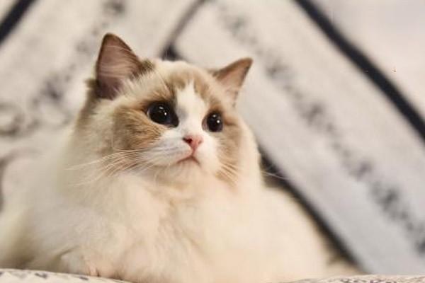猫细小和猫瘟有哪些区别？