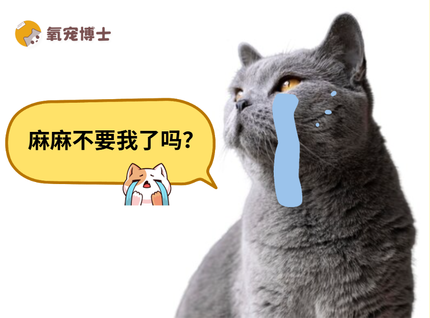 猫咪寄养会觉得自己被抛弃了吗？