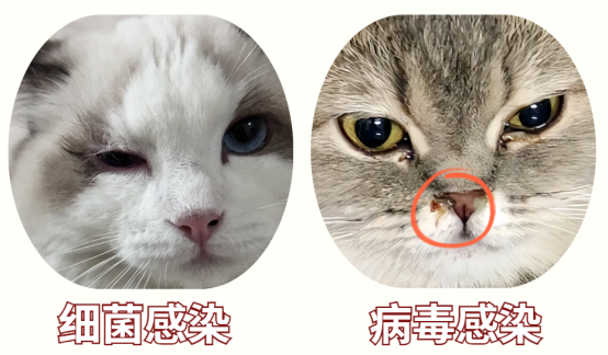 猫咪眼睛流脓一样的眼屎睁不开怎么办