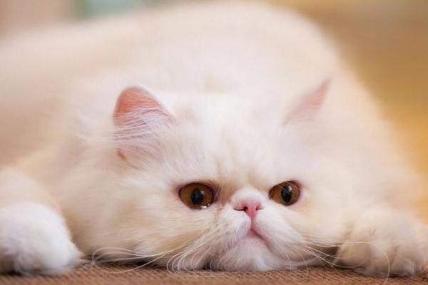 猫泛白细胞减少症猫瘟热猫瘟症状猫瘟，什么是猫瘟热，有哪些症状