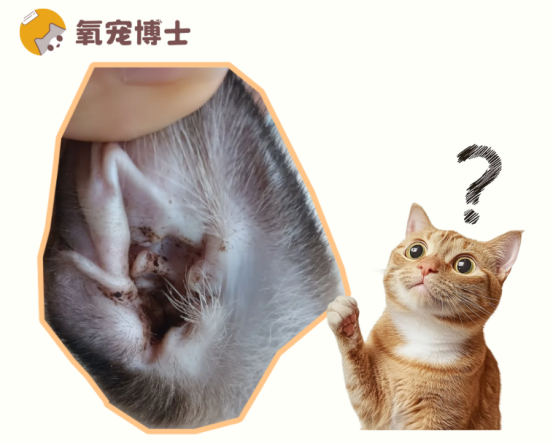 猫耳朵里有黑褐色的东西怎么正确清理？看这里！