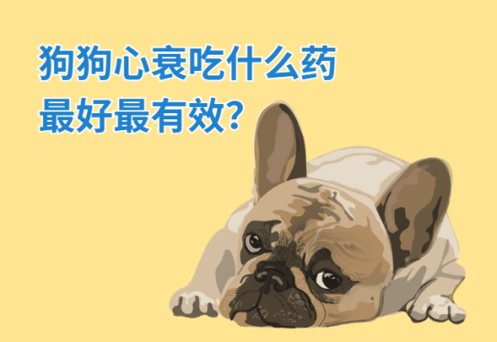 狗狗心衰吃什么药最好最有效？