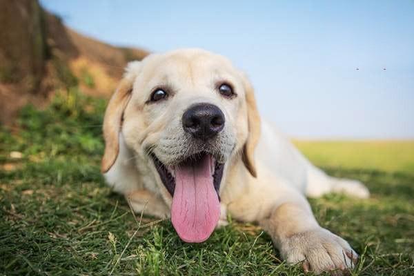 狗眼部护理狗狗流眼泪狗眼睛疾病的症状能治好吗，狗狗眼睛进了异物怎么办？