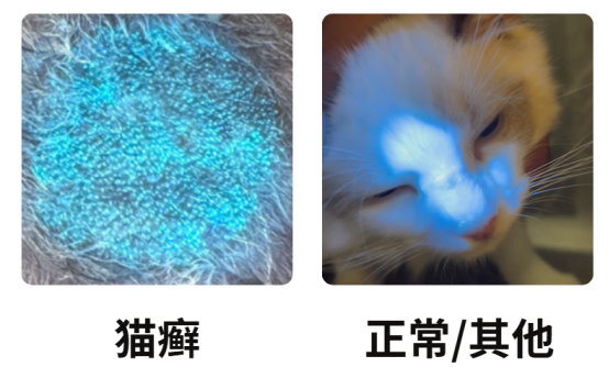 貓癬癥狀圖片