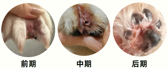 狗狗趾间炎