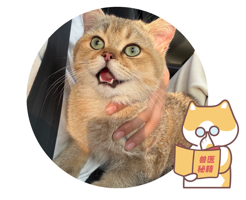 猫咪坐车时一直张着嘴巴喘气怎么回事？