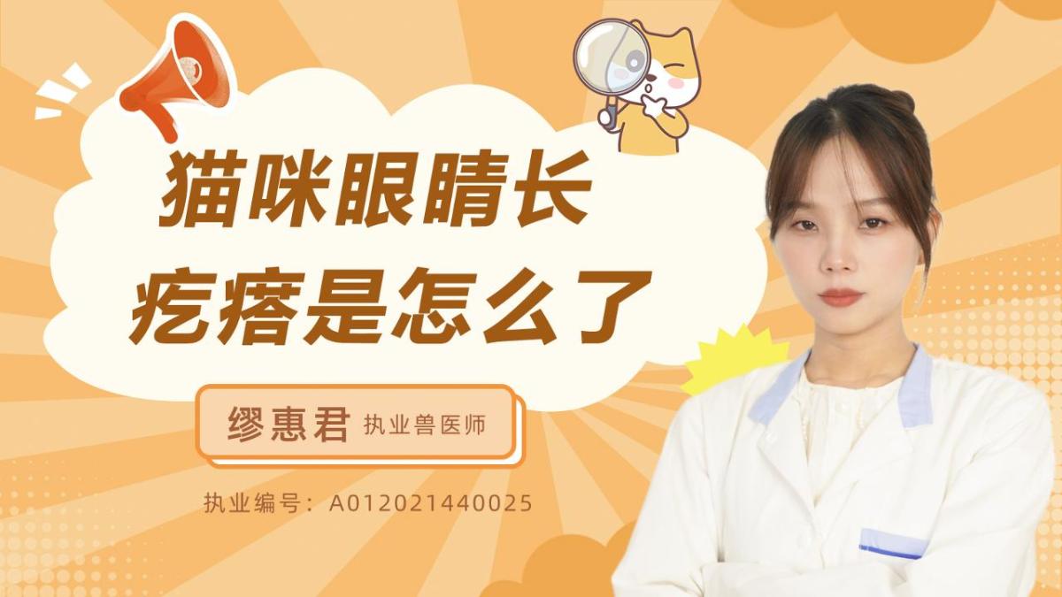 猫咪眼睛长疙瘩是怎么了？