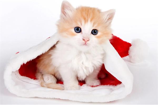 小奶猫身上凉很虚弱是什么原因？