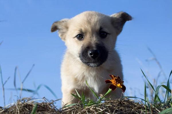 狂犬病的症状是什么样的