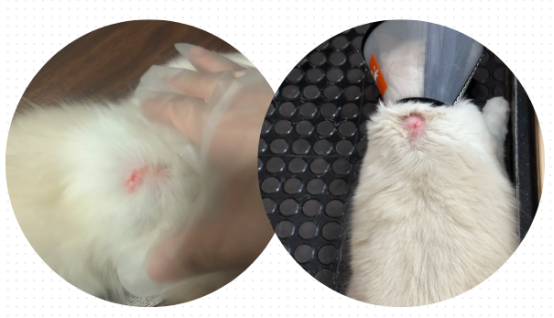 猫受伤了用什么药？