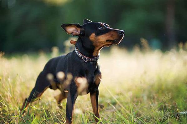 狗狗舔人会传染寄生虫吗？