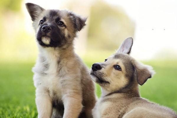 牧羊犬喜歡吃什麼 飼養牧羊犬的注意事項