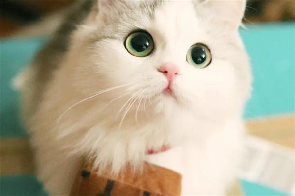 猫咪为什么会得毛囊炎？