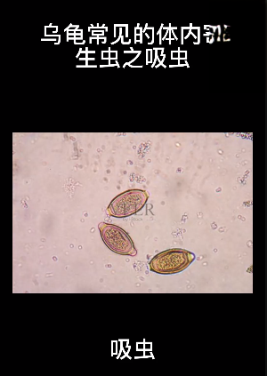 烏龜常見的體內寄生蟲之吸蟲