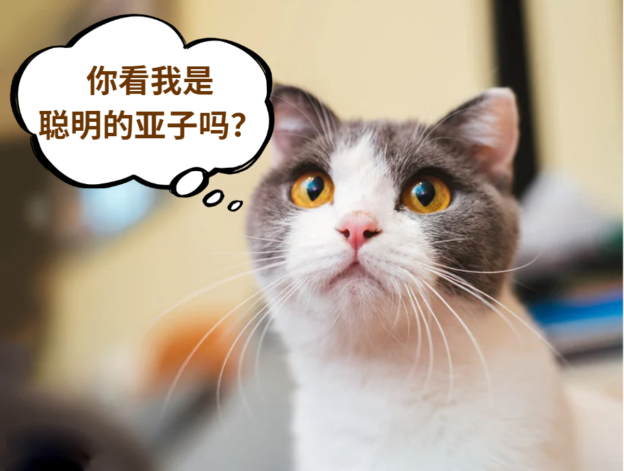 猫的智商也有参差？怎么看你家猫聪不聪明？