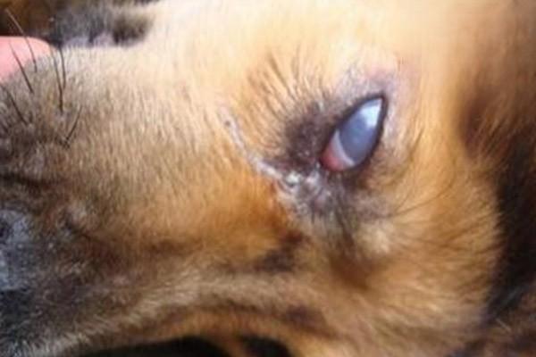 狗狗白内障，狗眼睛上有一层白膜