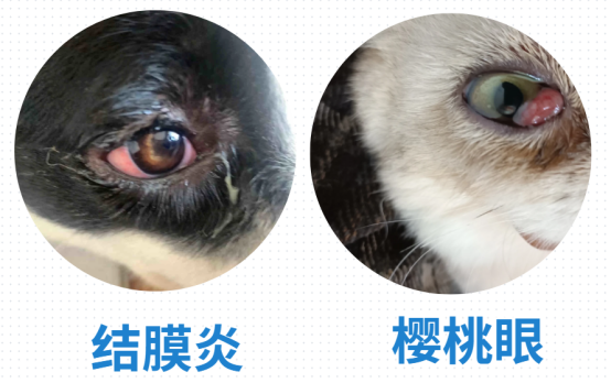 狗狗眼睛发红是怎么回事？
