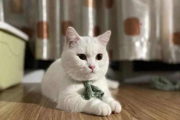 猫肚皮有湿疹怎么办？猫湿疹用什么药最好？