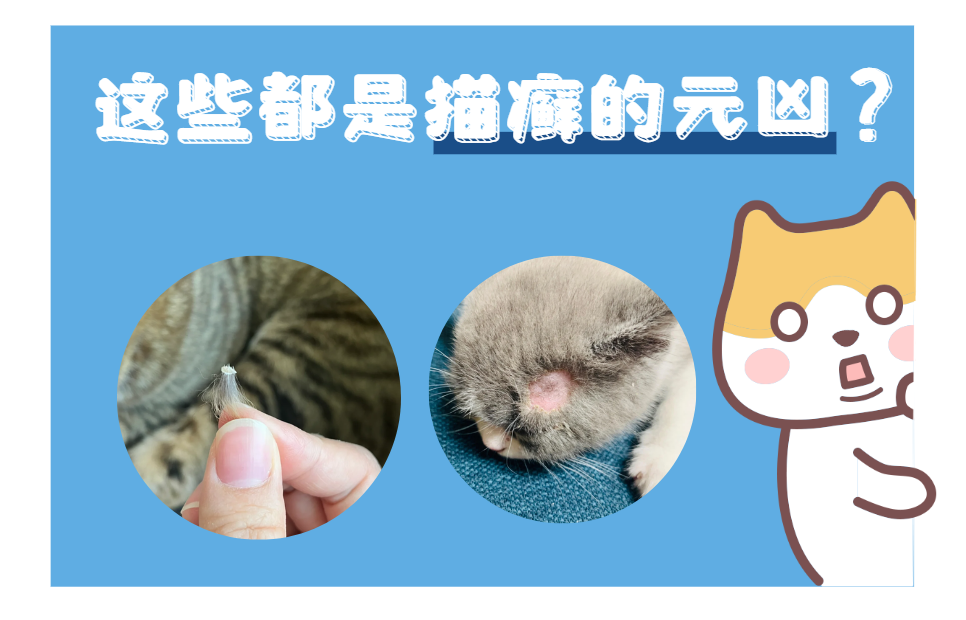 猫身上的癣是什么原因引起的？揭秘猫癣元凶！