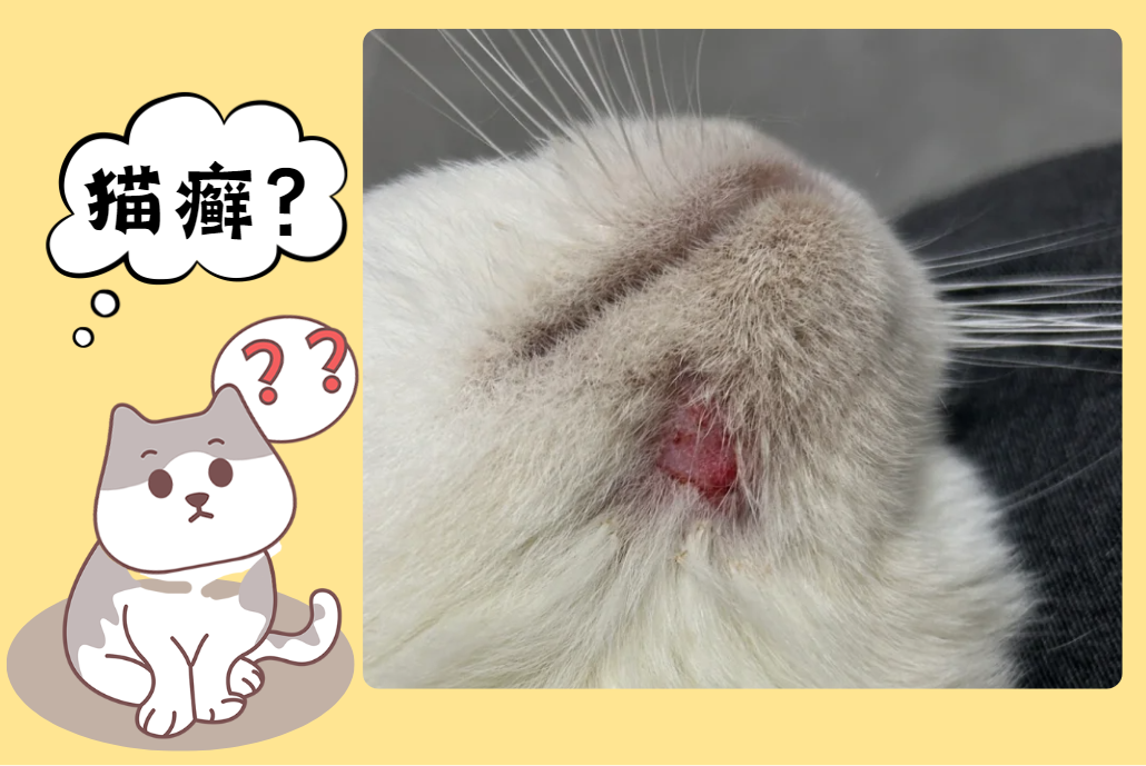 怎么分辨猫下巴嘴边是猫癣还是毛囊炎？这里有对照图！