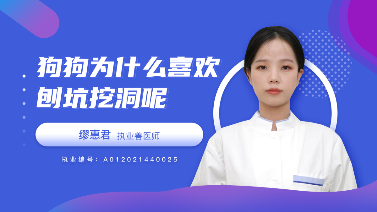 狗狗为什么喜欢刨坑挖洞呢？