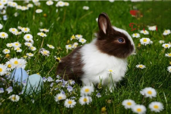 兔子脸上长脓包应该怎么治疗？
