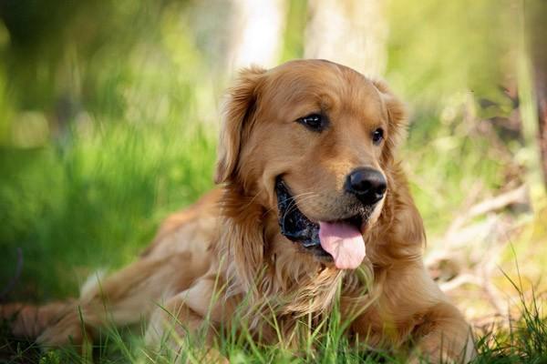 狗狗癫痫发作时可采取的护理方法及日常预防措施