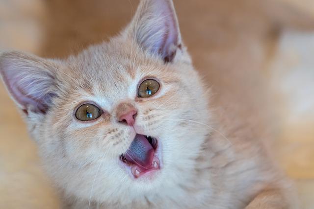 猫不吃东西还吐了？兽医总结5大核心原因+呕吐物鉴别图