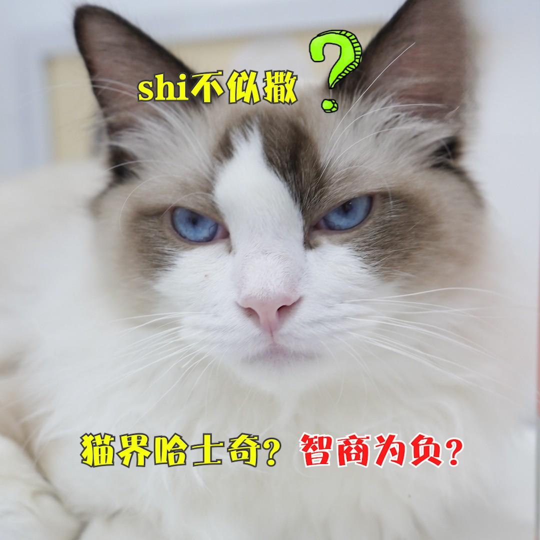 颜值天花板的布偶猫，实际上是猫中二哈？