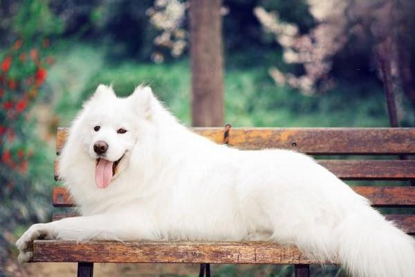 长须牧羊犬价格 长须牧羊犬多少钱一只