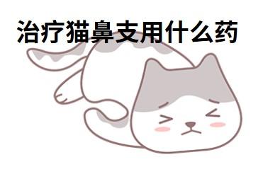 猫鼻支治疗大对决：速诺vs多西环素，谁更胜一筹？