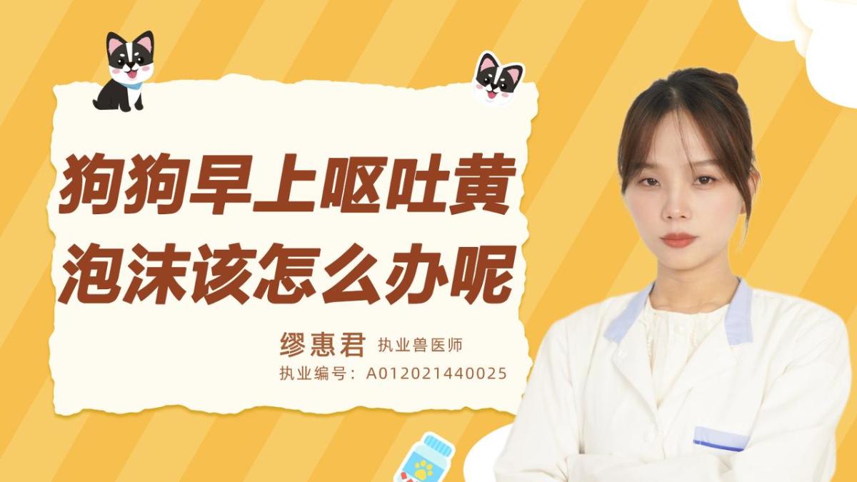 狗狗早上呕吐黄泡沫该怎么办呢？