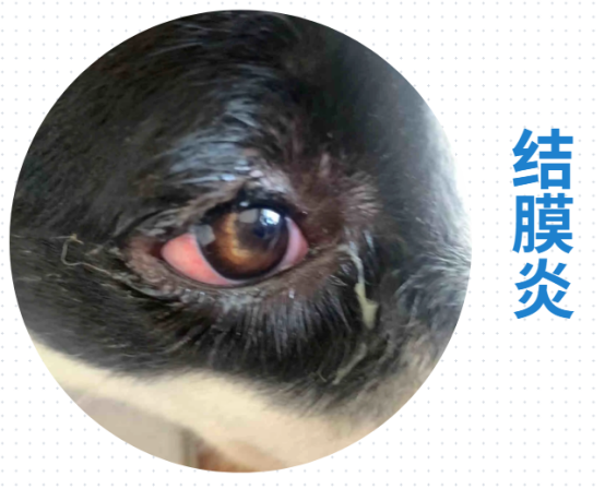 狗狗一只眼睛流眼泪怎么办？
