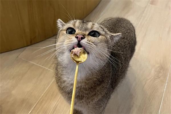 怎么知道猫咪吃饱了没？