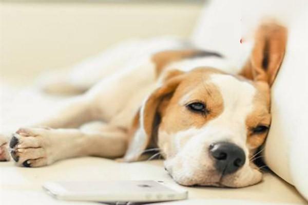 犬猫肠胃炎的种类、症状及有效用药治疗措施