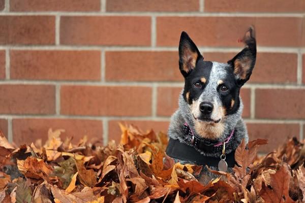 什麼是犬瘟熱後遺症 犬瘟熱後遺症治療方法