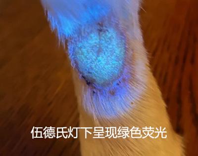 狗狗眼睛周围长癣用什么药？