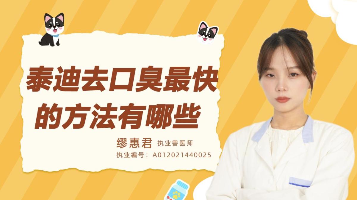 泰迪去口臭最快的方法有哪些？