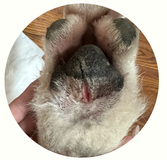 狗狗舔自己的脚