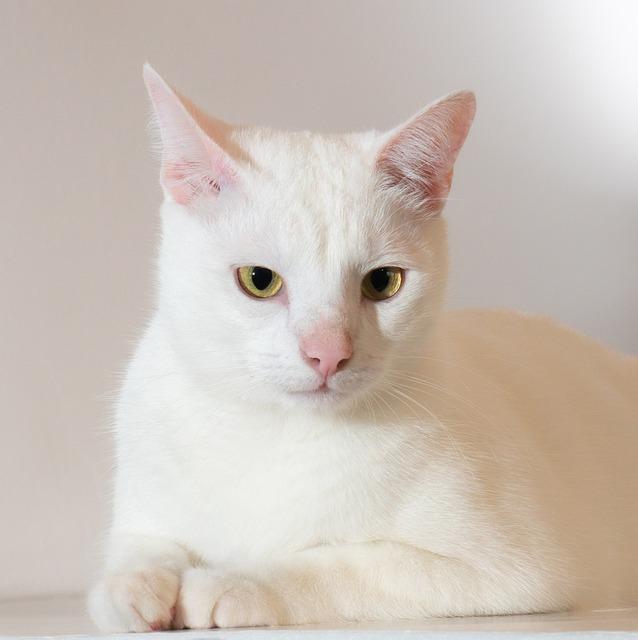 猫咪吐像屎一样的东西咋回事？5大原因+3步急救指南