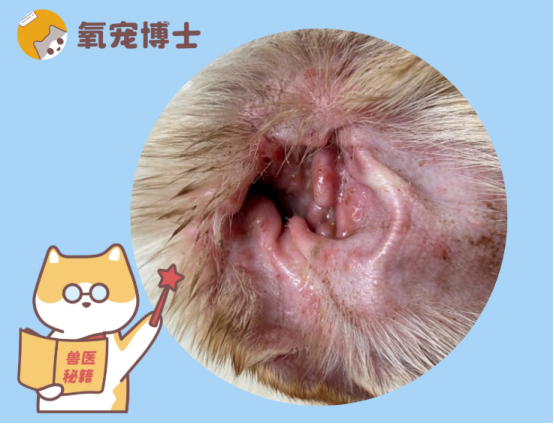 狗狗中耳炎治疗最佳方法