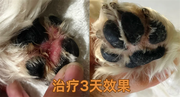 狗狗趾间炎怎么治疗？