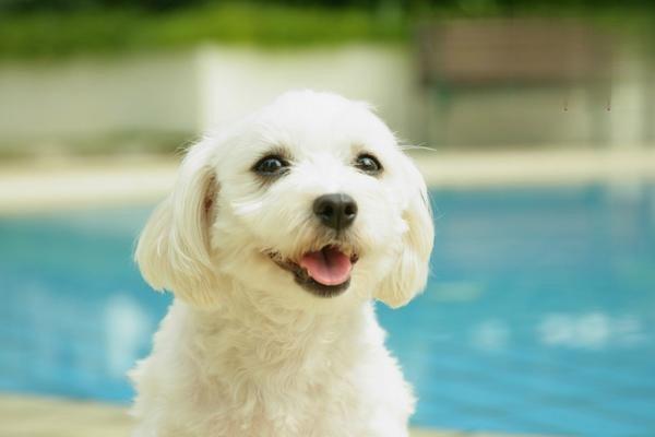 雪达犬价格 爱尔兰雪达犬多少钱一只